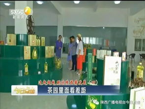 茶园里面看差距 以陕南茶旅融合为镜，跳出陕西看旅游业务发展